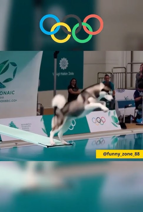 Animals X Olympic