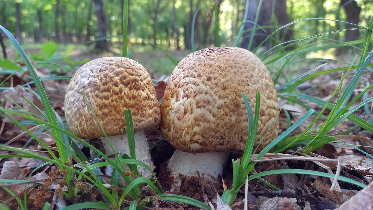 Agaricus augustus. fungo bello commestibile...11 Maggio 2024