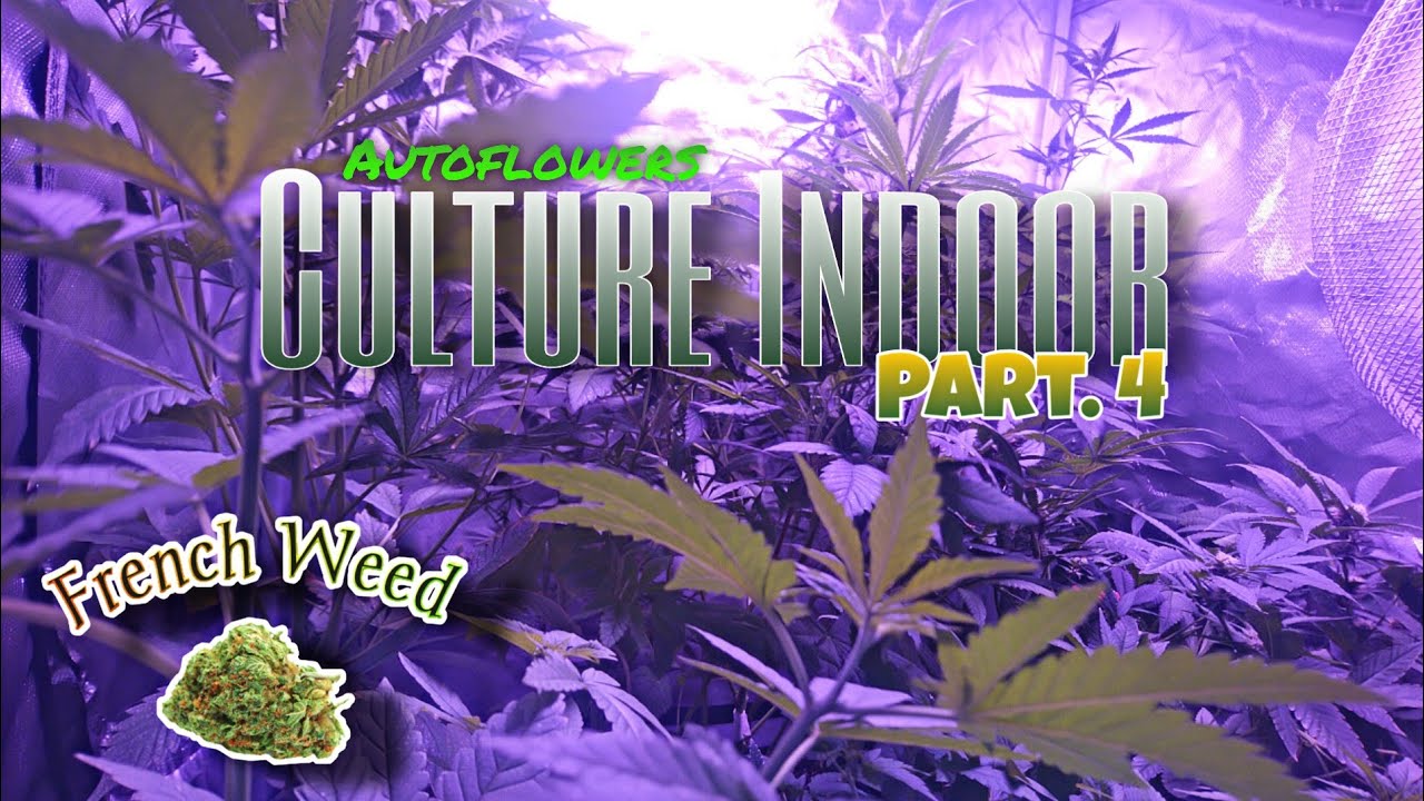 Culture indoor Autoflower part.4 | Grow & Bloom Led 1000w