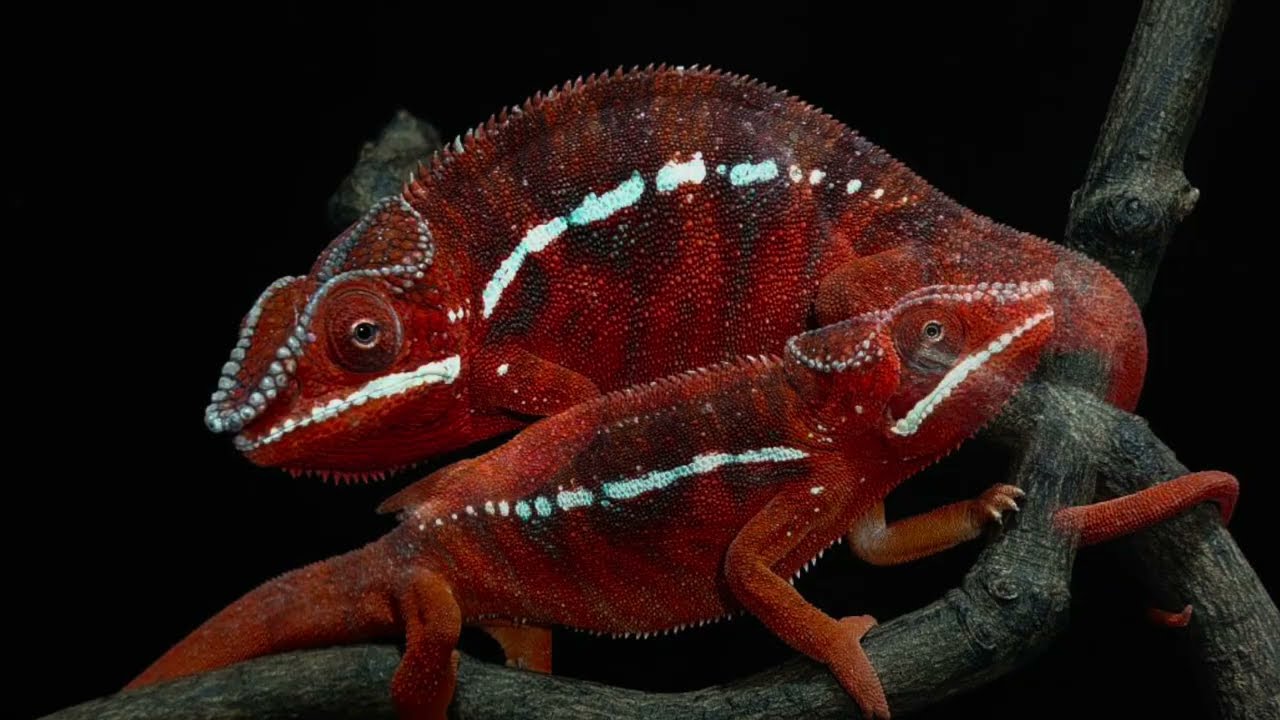 I brought home a bright red chameleon! - YouTube