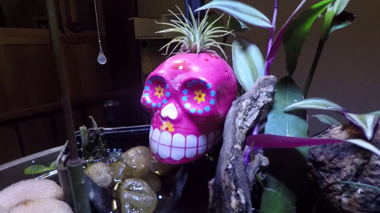 Nano red mangrove (Rhizophora mangle) freshwater tank after 7 months