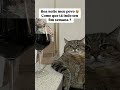 Bom fim de semana a todos ✌️ pix: diel@catlover.com