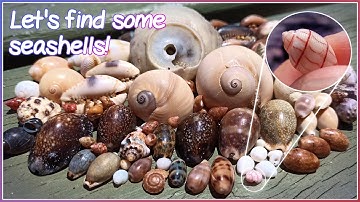 Finding Seashells on the Wrack Line | Rare Red-lined Bubble Shell!