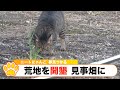 #2『ニートにゃんこ、荒地を開墾し見事作物のなる畑へ』