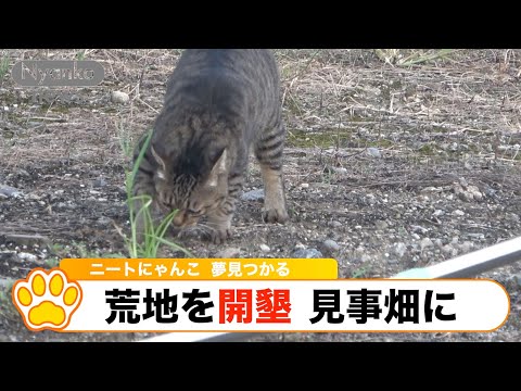 ＃2『ニートにゃんこ、荒地を開墾し見事作物のなる畑へ』
