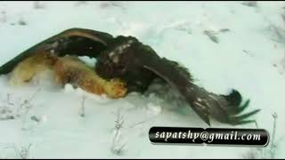 hunting with a golden eagle - sayat