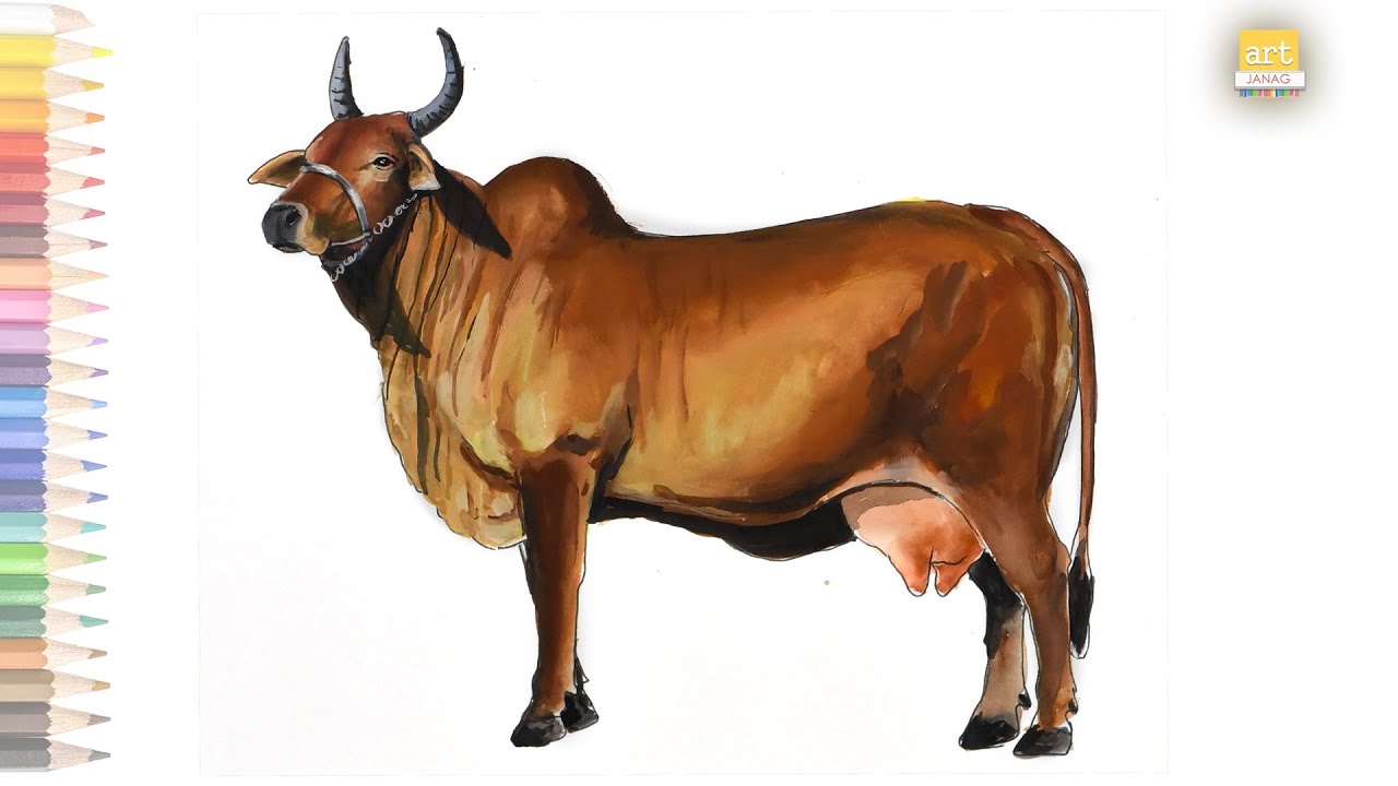 Red Sindhi Cow drawing / How to draw Red Sindhi Cow step by step ...