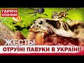 УВАГА! НОВА ЗАРАЗА! УКРАЇНУ АТАКУЮТЬ ОТРУЙНІ ПАВУКИ! Де небезпечно?