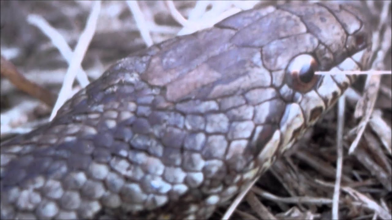 The difference between grass snakes and vipers YouTube