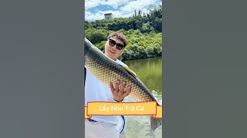 Lấy nho câu cá và trả cá cho em gái #fishing #cauca