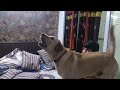 Labrador protects brother from MOM || CUTEST VIDEO EVER😍🥰🥰