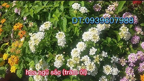 Hoa trâm ổi (ngũ sắc) hoa có hương thơm,@Quyền hoa kiểng cây cảnh,đt:0939607988.