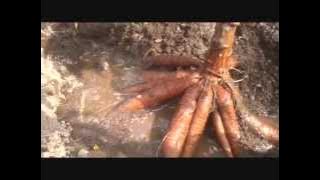 'BM FARMING SYSTEM' Singkong Pati Umur 3blan