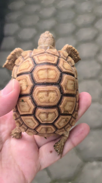 Size 8-9 cm (not yet bathed) 0812 9090 8935