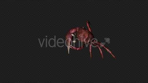 Crab Die Pack 12 In 1 | Motion Graphics - Envato elements