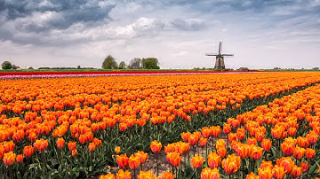 6 Stunning Images of Tulip Fields