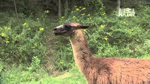 Call of the Wildman: Mama Llama Spits in Turtleman