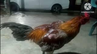 GAYA TARUNG AYAM MAGON SUPER MENURUT PENGALAMAN PRIBADI