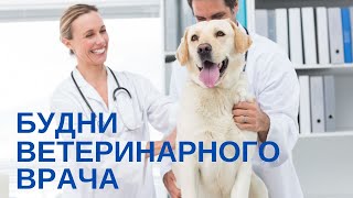 Будни ветеринарного врача