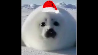 merry sealmas!! by iTMG 501,986 views 1 year ago 29 seconds