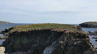 20220807_NL Elliston puffins