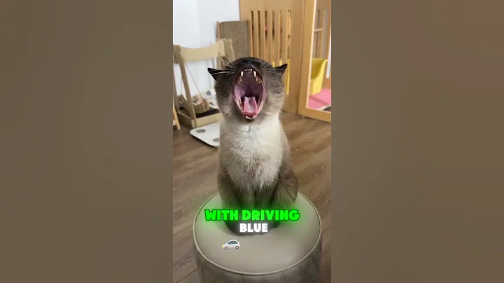 Video 11843981: gentle maine coon, maine coon playing, siamese, lovely cat breed, cat falls