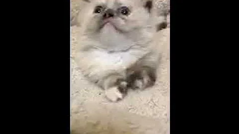 Video 1163981: scottish fold munchkin kitten, scottish fold breed, sweet scottish fold, cross breed