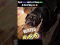 A timid dog 🐶🤣#fyp #viral #best #video #cringe #like#viral #best #video
