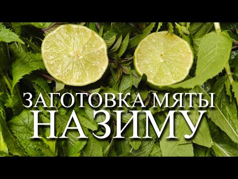 ЗАГОТОВКА МЯТЫ НА ЗИМУ