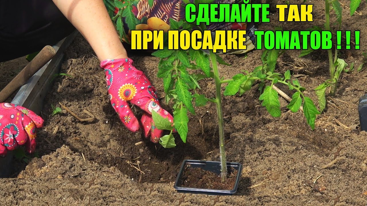 СДЕЛАЙТЕ ТАК ПРИ ПОСАДКЕ ТОМАТОВ!ПОЛОЖИТЕ ЭТО В ЛУНКУ И ПОДКОРМКИ БУДУТ НЕ НУЖНЫ!