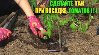 СДЕЛАЙТЕ ТАК ПРИ ПОСАДКЕ ТОМАТОВ!ПОЛОЖИТЕ ЭТО В ЛУНКУ И ПОДКОРМКИ БУДУТ НЕ НУЖНЫ!