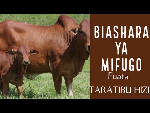 BIASHARA YA MIFUGO HUU NDIO UTARATIBU WA KUFANYA BIASHARA HII NA NCHI JIRANI