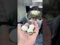 Laddu and Rasgulla Making Machine | Automatic Sweet Making Machine | Commercial Sweet Machine