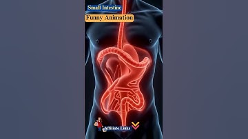 3D cross sectional image of the small intestine