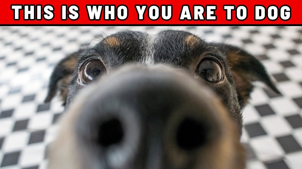 Ваша собака не видит в вас человека — вот кем вы являетесь для неё на самом деле 🐶❤️