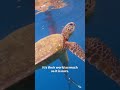 This Is THEIR Planet Too — Why Aren’t We Acting? ⚠️🦈🐋🐢 #oceanconservation #savetheocean #avi