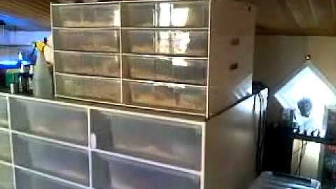 Ball Python Collection