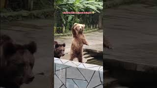 This Is Peak Animal Behavior 😂🐾 #shorts