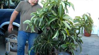 Avocado Tree Wine Barrel Planting part 3.avi