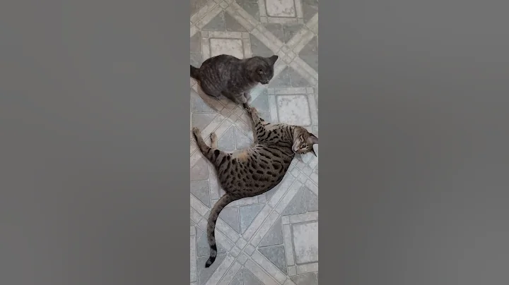 Watch the video about Rescue kitty playing with Savannah #cat #cats #catlover #catvideos #pet #pets #country #savannahcat