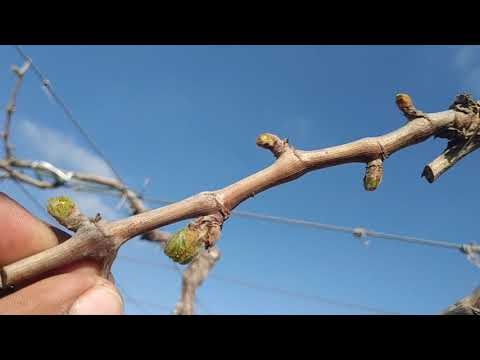فيديو: كيفية قرصة العنب؟ قطف العنب الصيفي من براعم غير ضرورية للمبتدئين