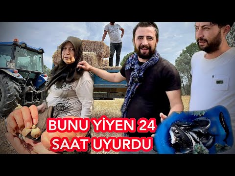 Video: Üzüm itlər üçün uyğundurmu?