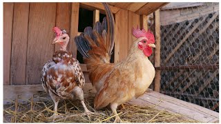 Minha Criação De Nagasakis E Garnizes Organizando Ninhos E Viveiros