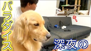 愛犬・愛猫と過ごす、仕事の後の癒し空間はここ！