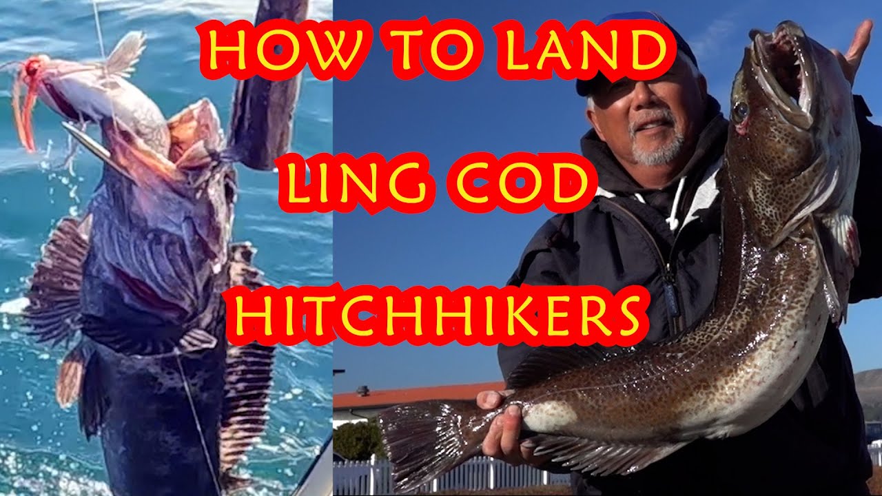 Hitchhiker Ling Cod: TIPS to Land BIG LINGS! (Bodega Bay) 