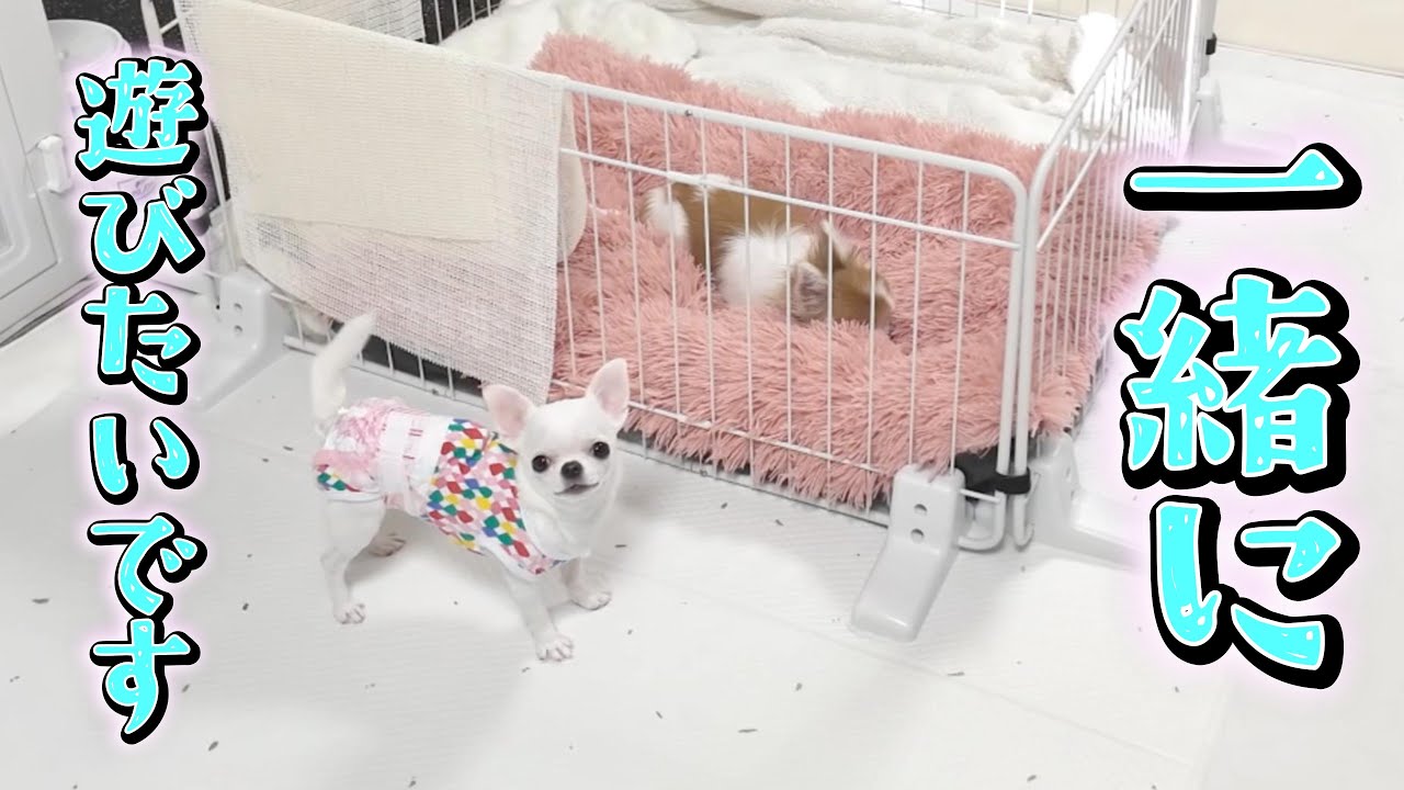 A lonely puppy's thoughts. A puppy inviting a bedridden elderly