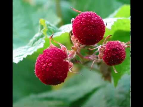 Health Benefits of Thimbleberry Fruit