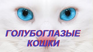 Голубоглазые кошки