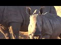 WE SafariLive-  Beautiful Rhino family.