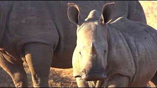 WE SafariLive-  Beautiful Rhino family.